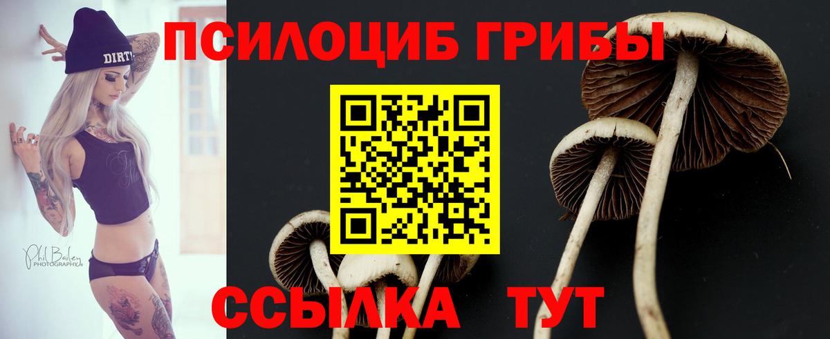 Псилоцибиновые грибы Psilocybine cubensis  Вход с VPN  Краснокаменск 